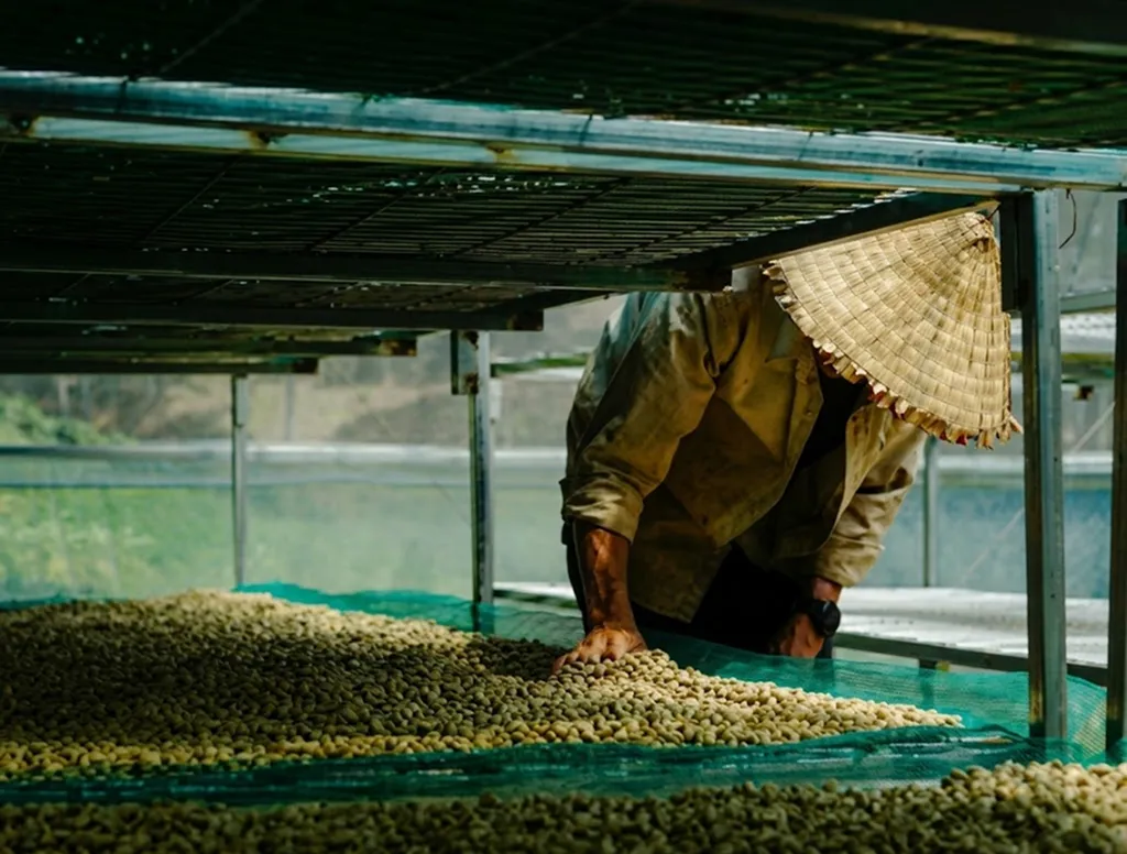 Coffee drying process