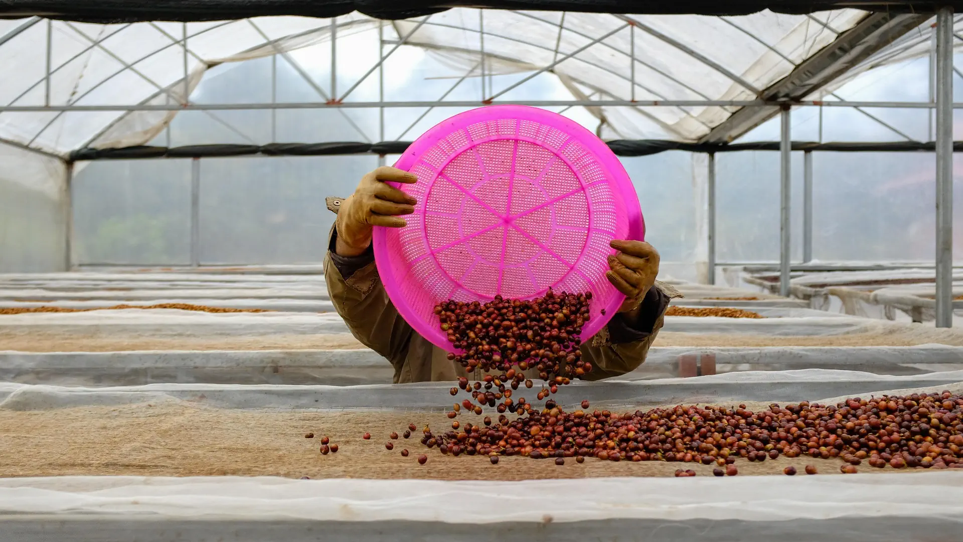 Coffee plantation