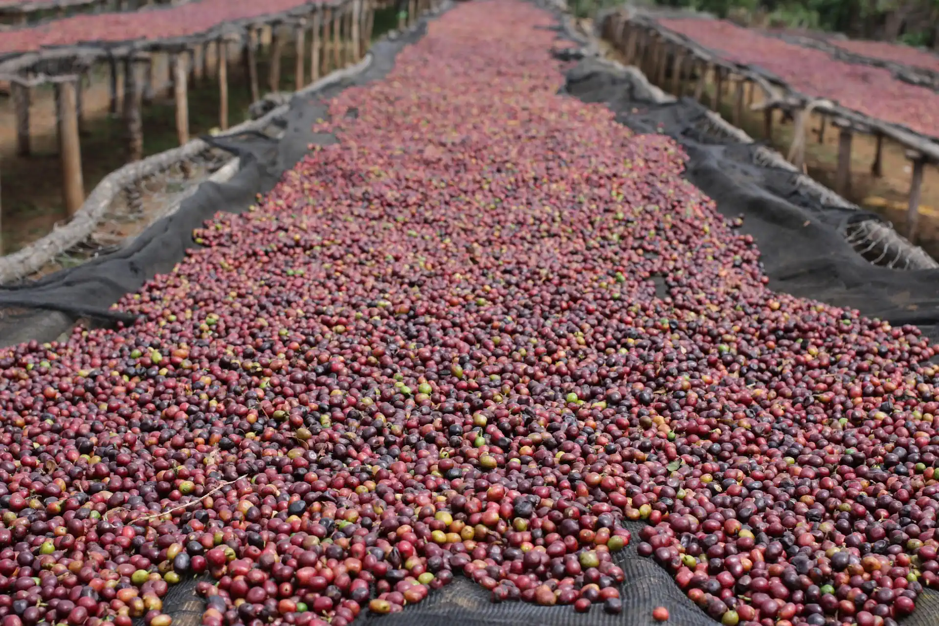 Cupping coffee