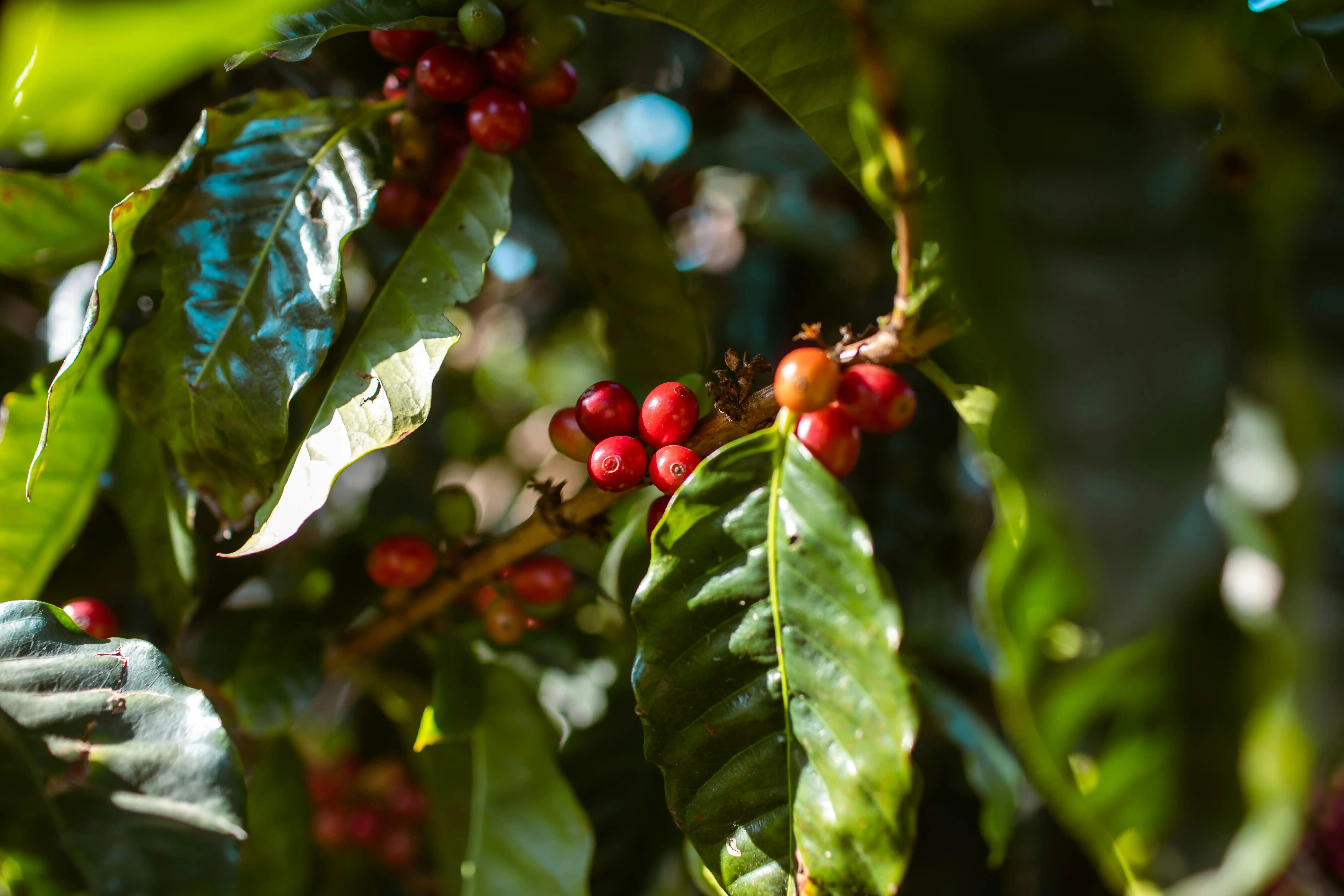 Coffee Beans Background